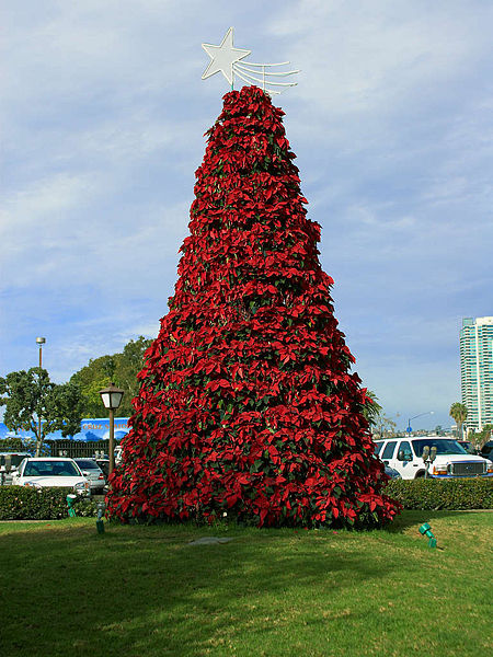 Christmas Tree of Poinsettia Plants (Photograph via Wikipedia Commons)